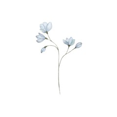 elegant botanical watercolor illustration. Sophisticated blue flower