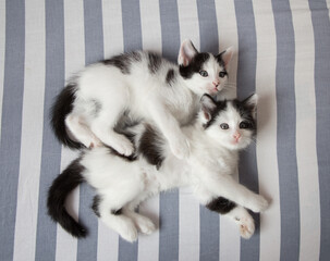 two black and white kittens lie side by side in an embrace on a striped sheet. Love for cats. The comfort of pets. Tenderness