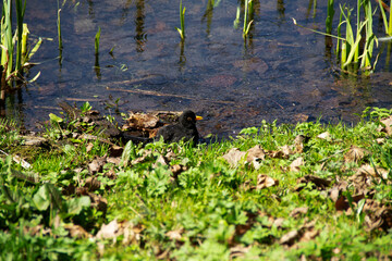 in early spring, the black starling swims in a pond near the shore