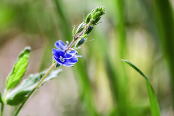 Little blue forget-me-nots in a spring meadow. Beautiful background of sky-blue flowers of...