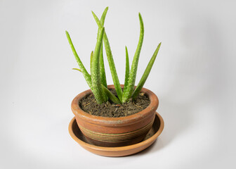 Small Aloe Vera tree in a mud pot placed on a plastic tray. indoor plant for good health.