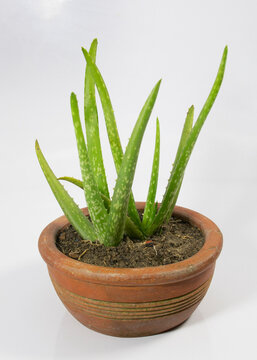Small Aloe Vera tree in a mud pot. indoor plant for good health.