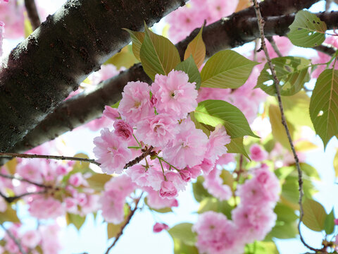 Zoom up Yae cherry blossoms