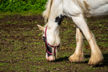 Naklejka na ściany i meble white horse grazing in the pasture