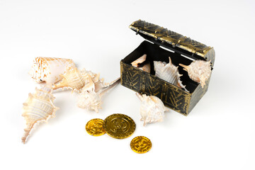 group of mollusk seashells and pirate coins on white background