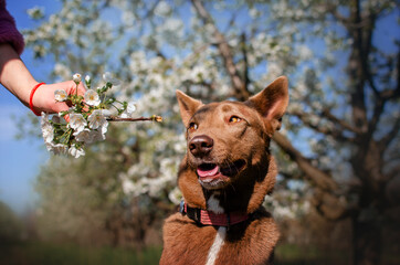 mixed breed dog beautiful chocolate unusual pet spring walk in the blooming gardens magical...