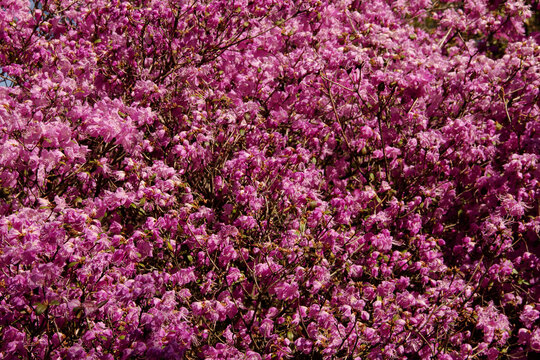 natural background in early spring a branch with young pink flowers of a garden plant