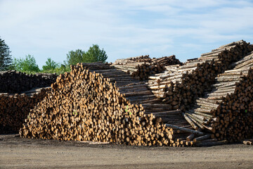 Pile of tree logs in a sawmill