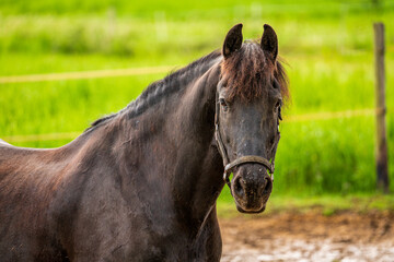 Horse portrait, close up of a horse.