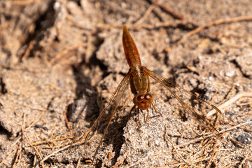 Braune Libelle auf Fuerteventura