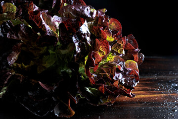 Close up of red lettuce on wooden table and black background.. Red oak leaf lettuce