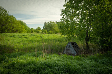Landscape with a field and trees. Green vegetation on a spring day. Karelia. Russia.