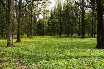 Obraz premium spring in the park