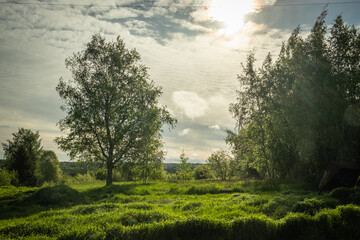 Landscape with a field and trees. Green vegetation on a spring day. Karelia. Russia.