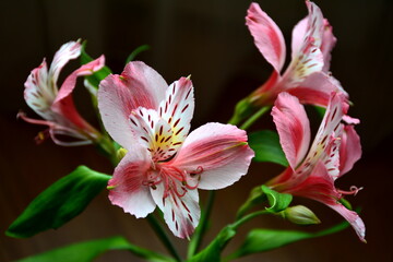 The alstroemeria flowers are striking in their elegance.