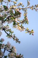 flowering tree in the garden