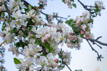flowering tree in the garden
