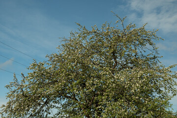 An old, abandoned log house. Deserted village in Russia. A lonely hut without people. Rotten wall construction. Hut against the background of the blue sky. Karelia. Russia. Day.
