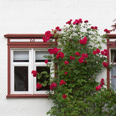 Fototapeta na wymiar Rosen, Kletterrosen, Fenster, Fassade