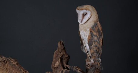 Beautiful barn owl on tree branch against dark grey background