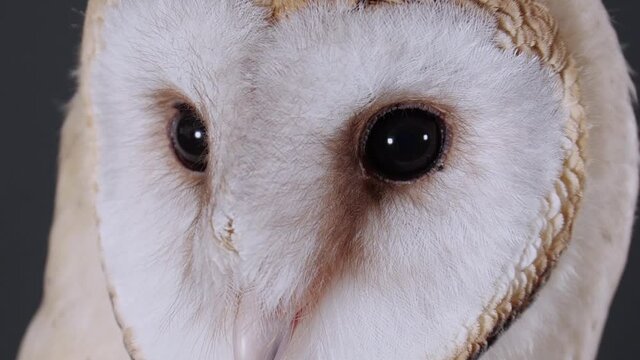 Beautiful barn owl on dark grey background, closeup