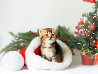 Cute kitten in a Santa Claus hat on the background of a Christmas tree