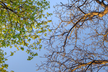 branches against blue sky