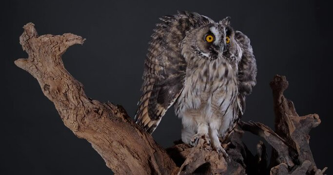 Beautiful eagle owl puffing up on tree branch