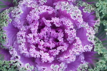 Decorative purple cabbage core with green leafs in a vegetable garden, flat lays close up