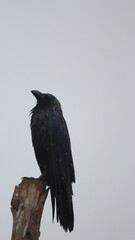 Black raven perched on a tree branch on a blurred background © Aryan Rk Kashyap/Wirestock
