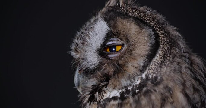 Beautiful eagle owl against black background, closeup
