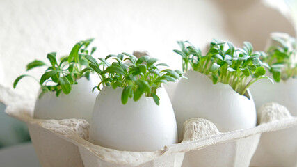 Fresh microgreens watercress grows in an white egg shell in paper egg box. Vegan and healthy eating concept. Creative eco concept. Zero waste. Close-up. Easter banner. - obrazy, fototapety, plakaty