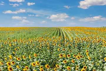 Scenic booming rows of green yellow sunflowers plants plantation field meadow against clear cloudy blue sky horizon on bright sunny day. Nature country rural agricultural landscape