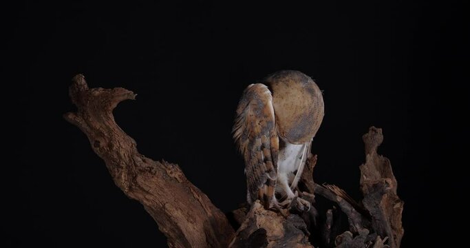 Beautiful barn owl on tree branch against black background