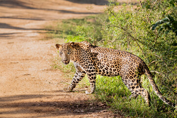 Fototapeta na wymiar A close look of a Leopard at Yala, Sri Lanka