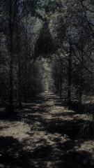 Obraz premium forest at night