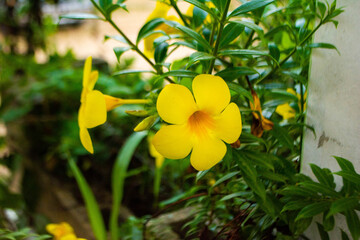 flor amarilla- yelow 