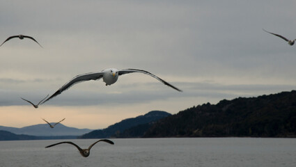 Obraz premium several seagulls flying across a lake facing the camera