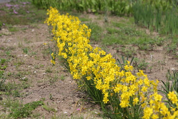春の公園に咲くミニラッパスイセン