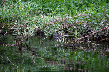 eurasian otter, Lutra lutra, swimming in river and hidden by tree over growth during an early summers morning in Scotland. - 436189959