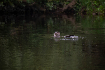 eurasian otter, Lutra lutra, swimming in river and hidden by tree over growth during an early summers morning in Scotland.