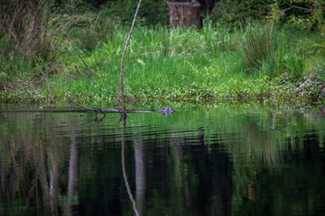 eurasian otter, Lutra lutra, swimming in river and hidden by tree over growth during an early summers morning in Scotland. - 436189987