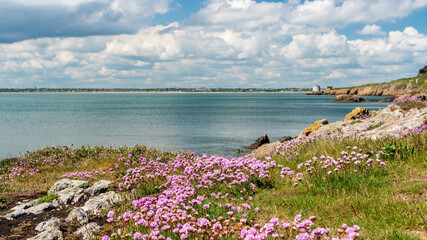 Sea thrift growing wild and blooming pretty pink flowers on the Howth Coast, Co. Dublin, Ireland....