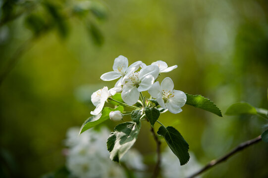spring blossoming apple tree branch