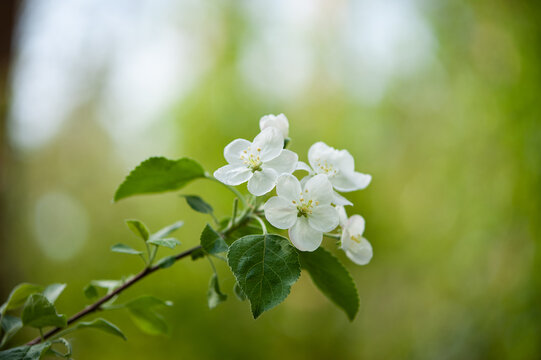 flowering branch of apple tree