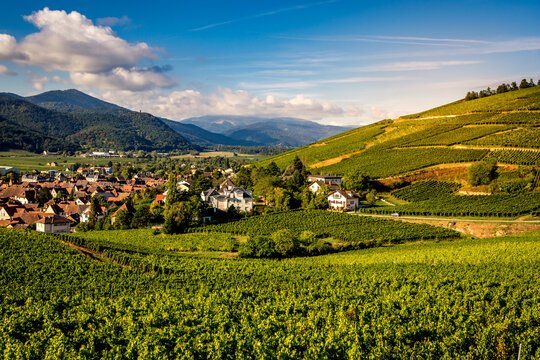 Vineyards on the wine road, Alsace, France