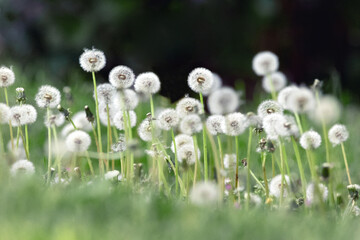 Soffioni nel prato © Pasquale D'Anna