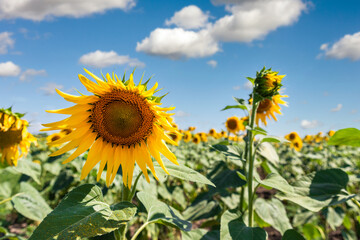 Scenic booming rows of green yellow sunflowers plants plantation field meadow against clear cloudy blue sky horizon on bright sunny day. Nature country rural agricultural landscape