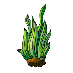 Algae bush. Marine theme icon in hand draw style. Cute childish illustration of sea life. Icon, badge, sticker