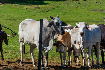 Vacas no pasto à beira da cerca no interior de São Paulo
